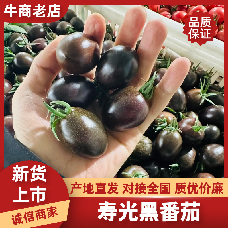 【基地直供稀有品种】黑圣女果花青素丰富甜度高风味独特