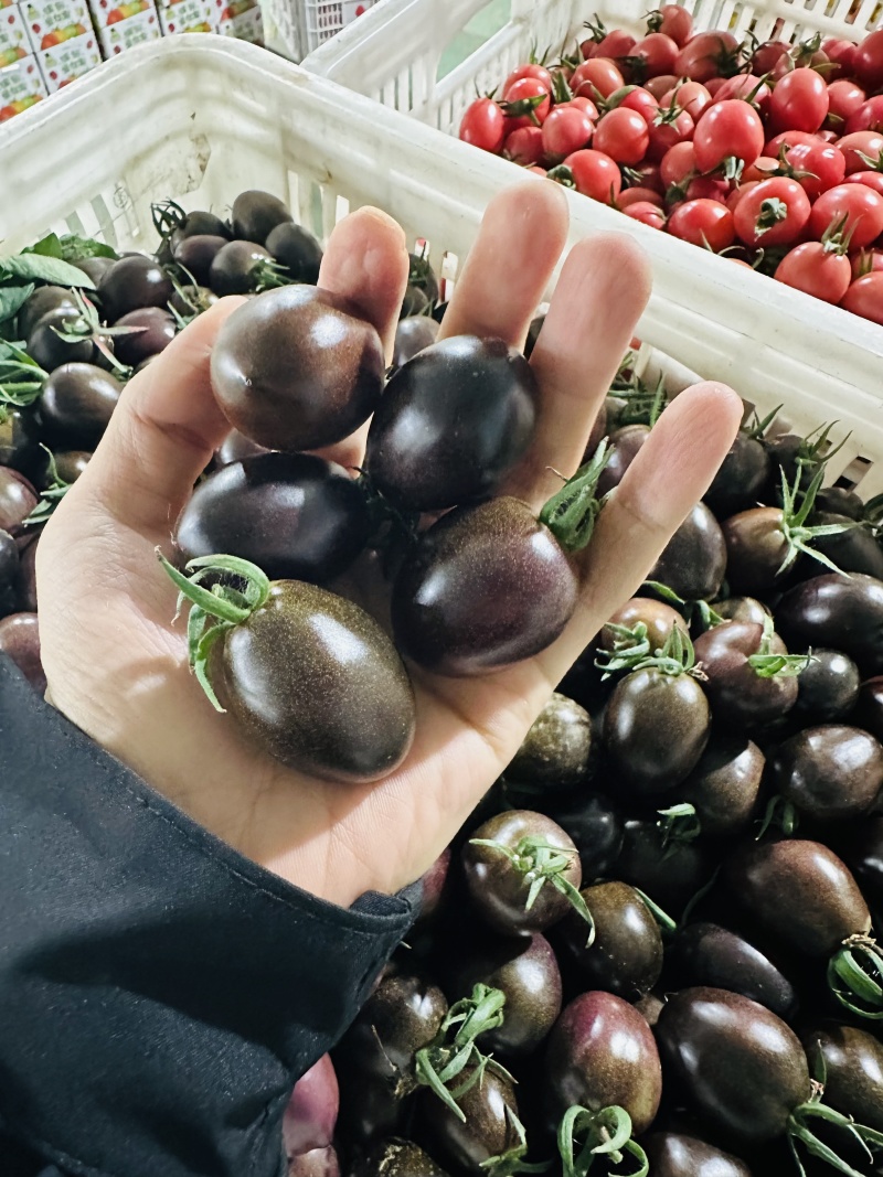 【基地直供稀有品种】黑圣女果花青素丰富甜度高风味独特