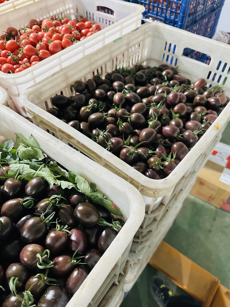 【基地直供稀有品种】黑圣女果花青素丰富甜度高风味独特