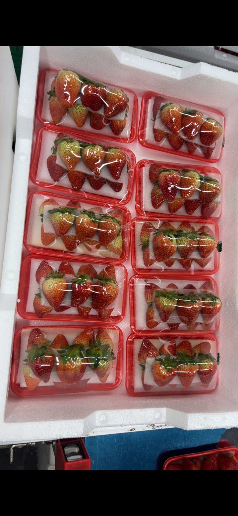 云南草莓