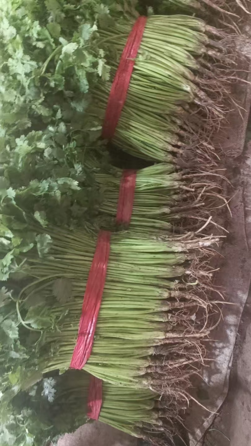 山东潍坊铁杆青香菜40-45厘米