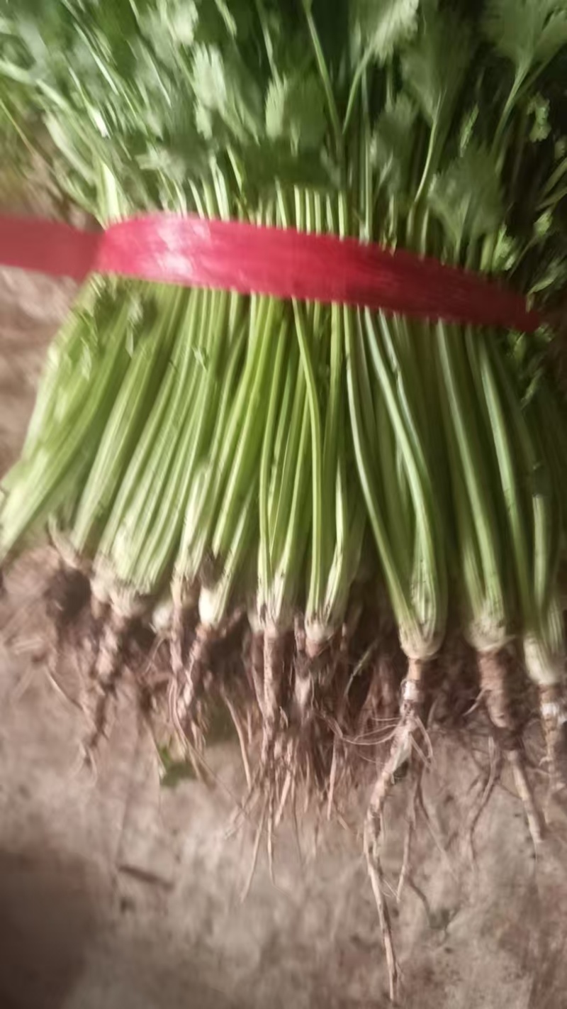 山东潍坊铁杆青香菜40-45厘米