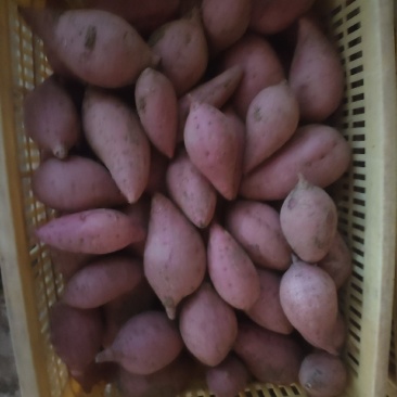 出售西瓜红红薯