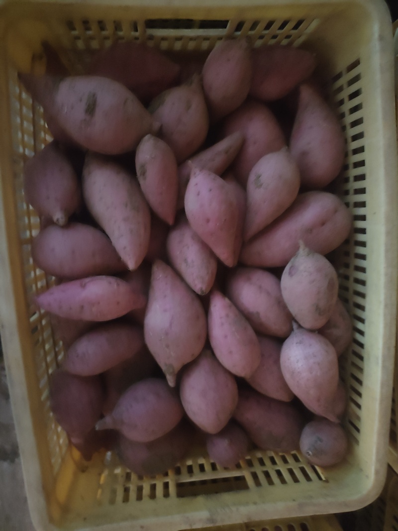 出售西瓜红红薯