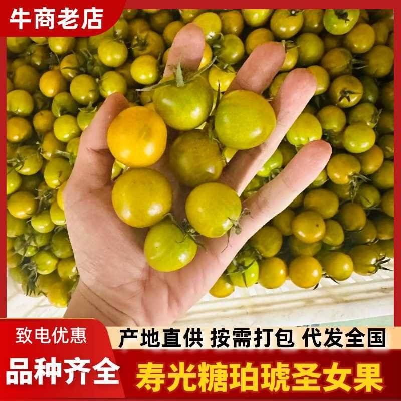 【特色新品直供】糖珀琥圣女果风味浓郁糖度高硬度好极耐