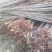 红油六号香椿树苗