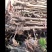 红油六号香椿树苗