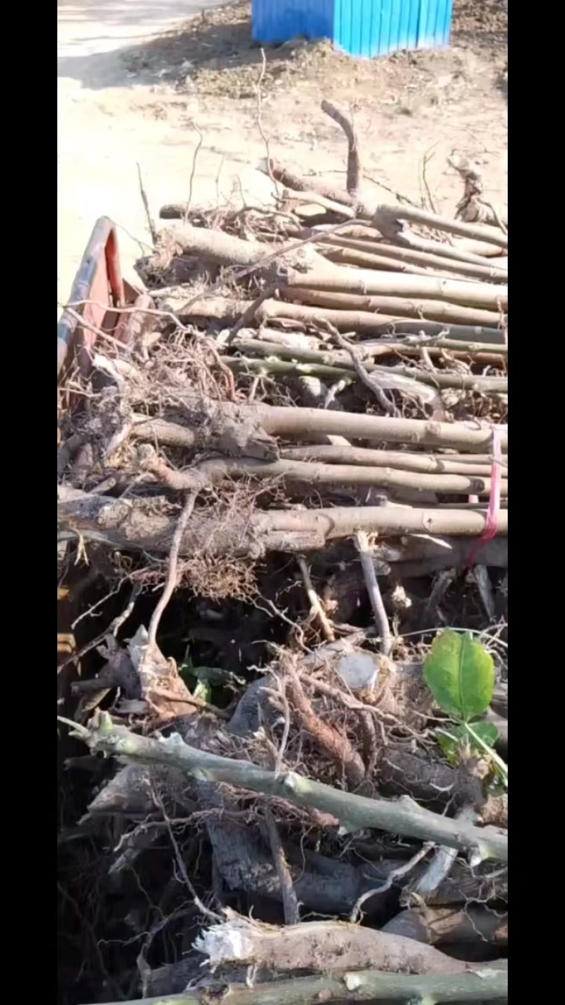 红油六号香椿树苗