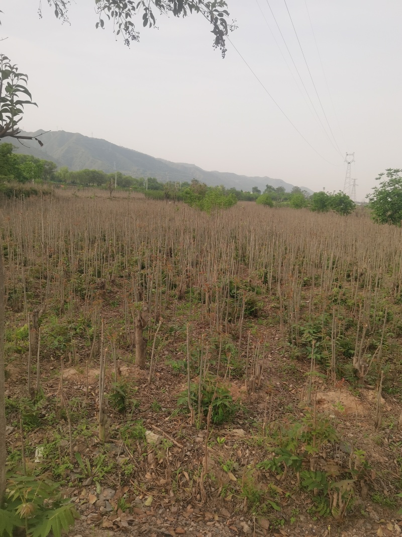红油六号香椿树苗