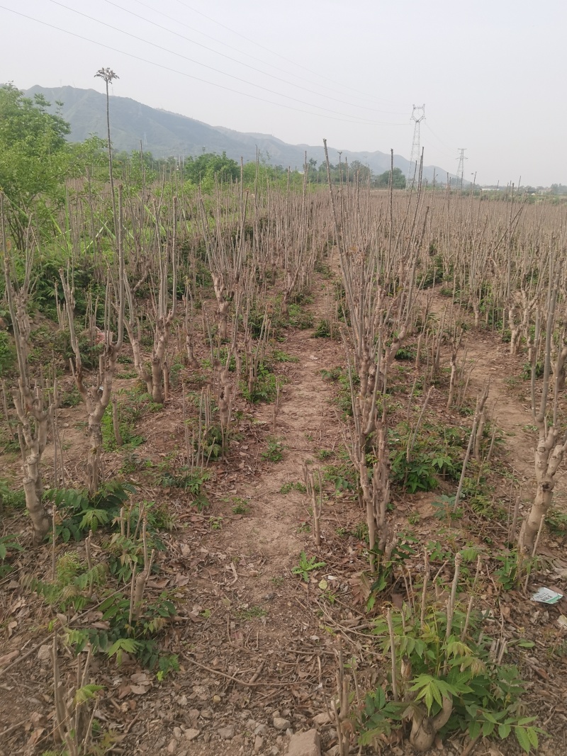 红油六号香椿树苗