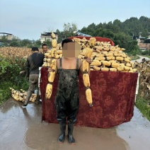 四川精品面藕