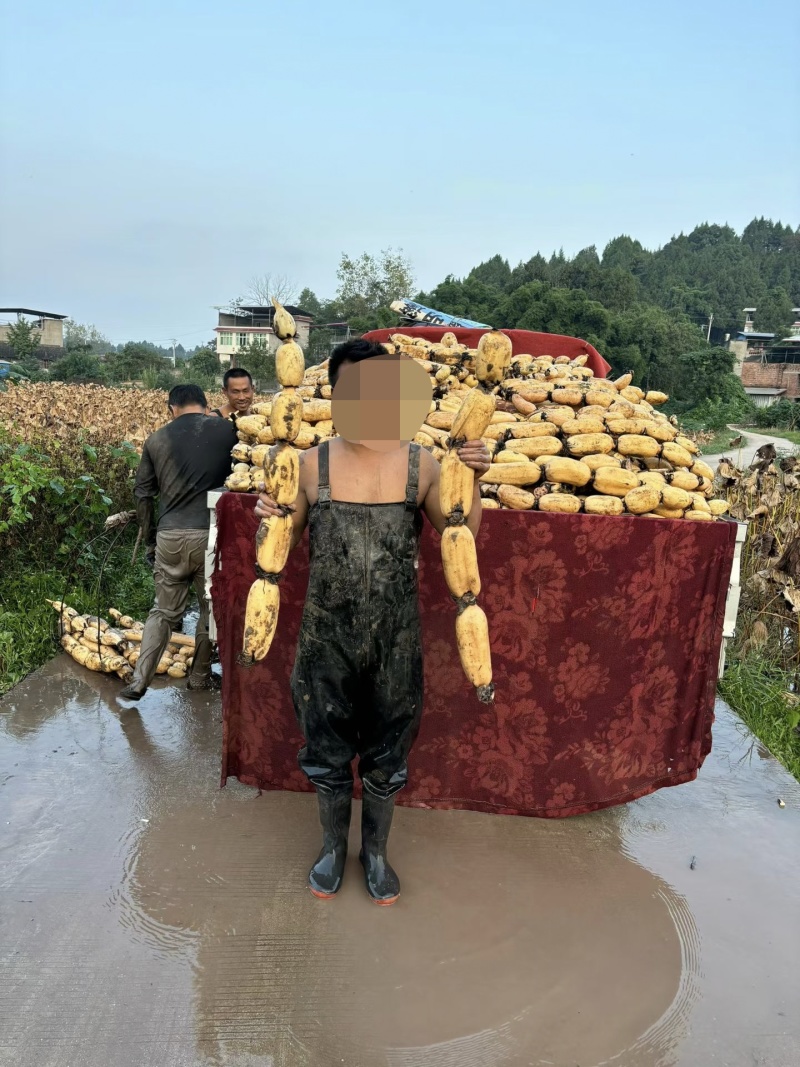 四川精品面藕