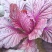 花青素白菜紫白菜