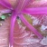 花青素白菜紫白菜