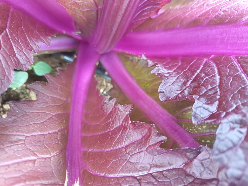花青素白菜紫白菜