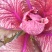 花青素白菜紫白菜