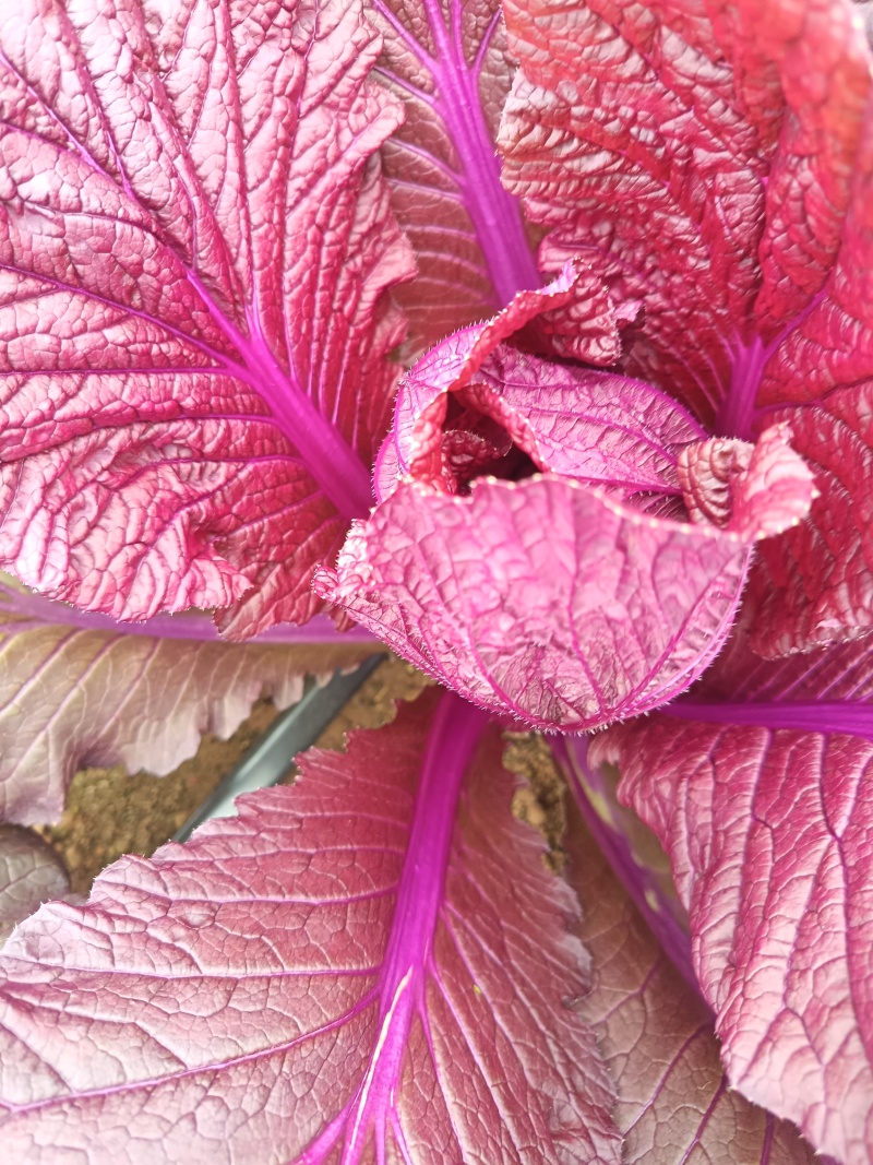 花青素白菜紫白菜