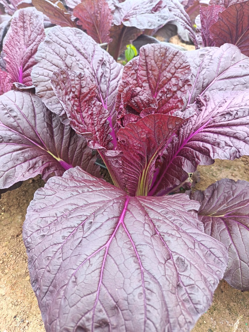 花青素白菜紫白菜