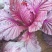 花青素白菜紫白菜
