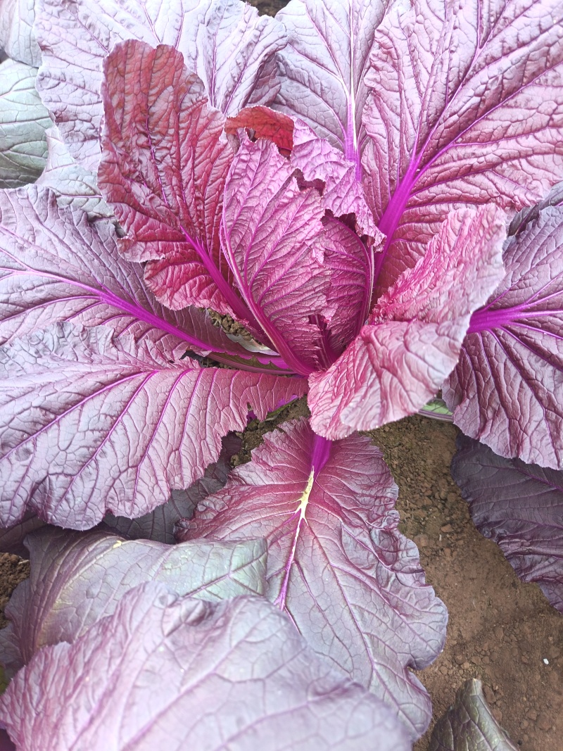 花青素白菜紫白菜