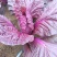 花青素白菜紫白菜
