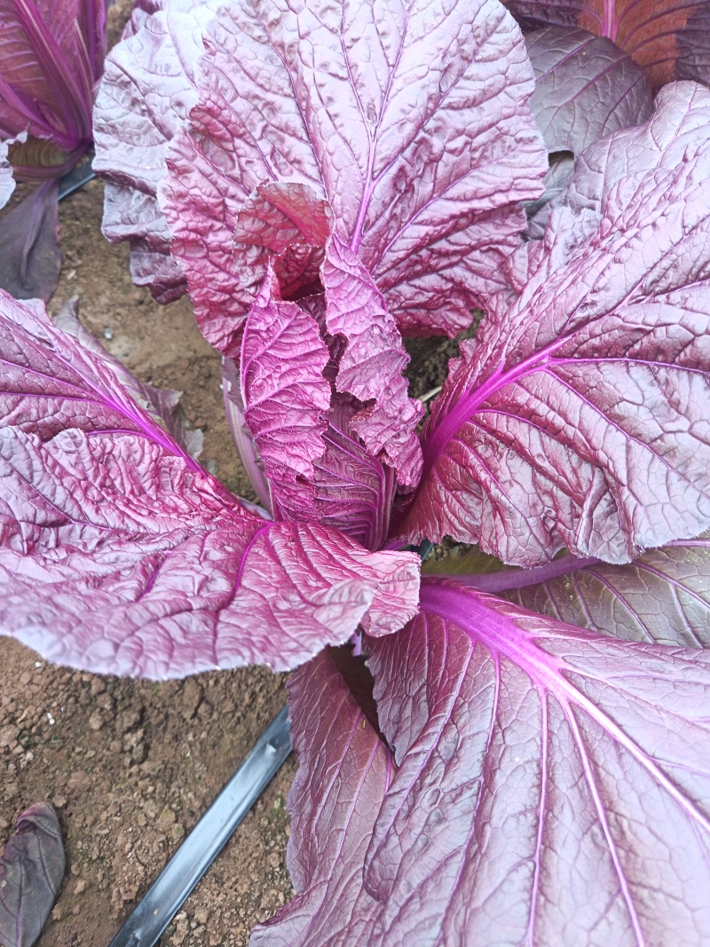 花青素白菜紫白菜