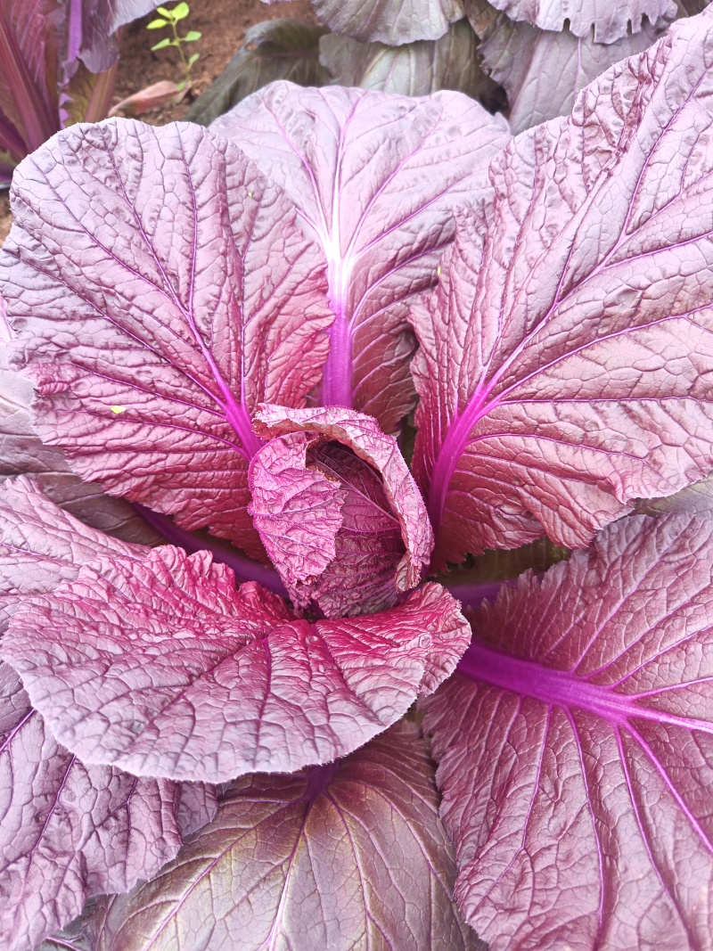 花青素白菜紫白菜