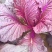 花青素白菜紫白菜
