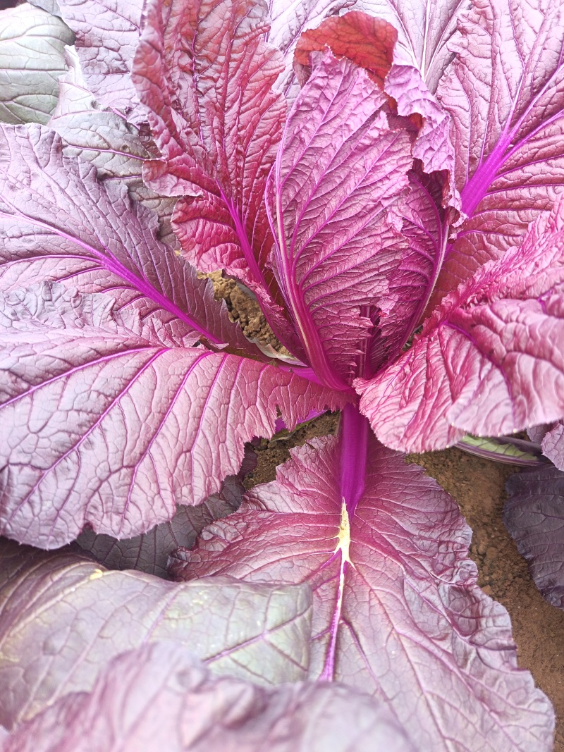 花青素白菜紫白菜