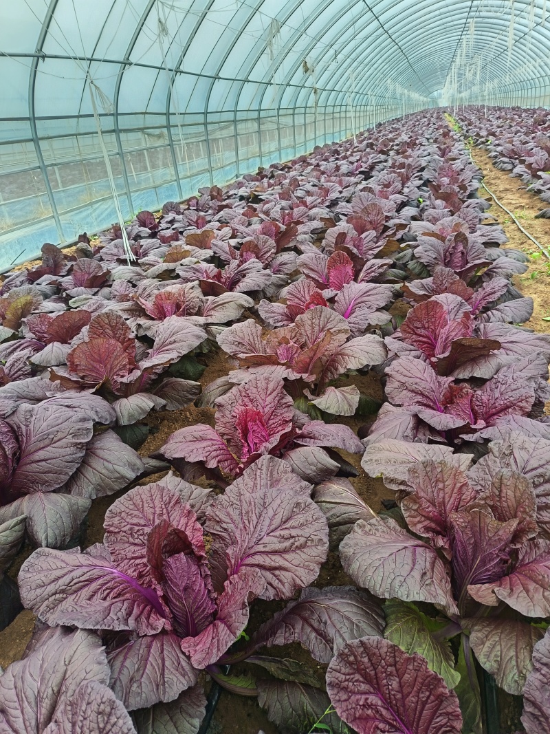 花青素白菜紫白菜