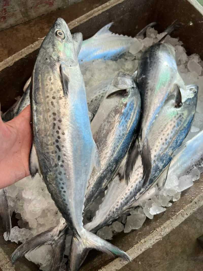 白腹马鲛鱼一整条，一斤左右