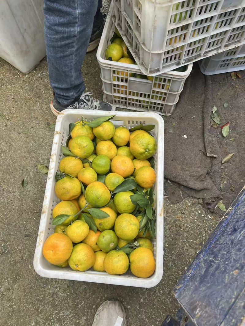 【热卖】湖北特早蜜桔对接全国保质保量以质论价售后无忧