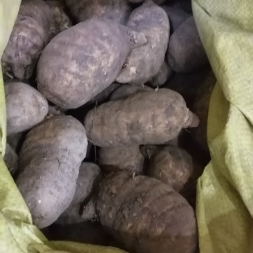 正宗赫章乌天麻