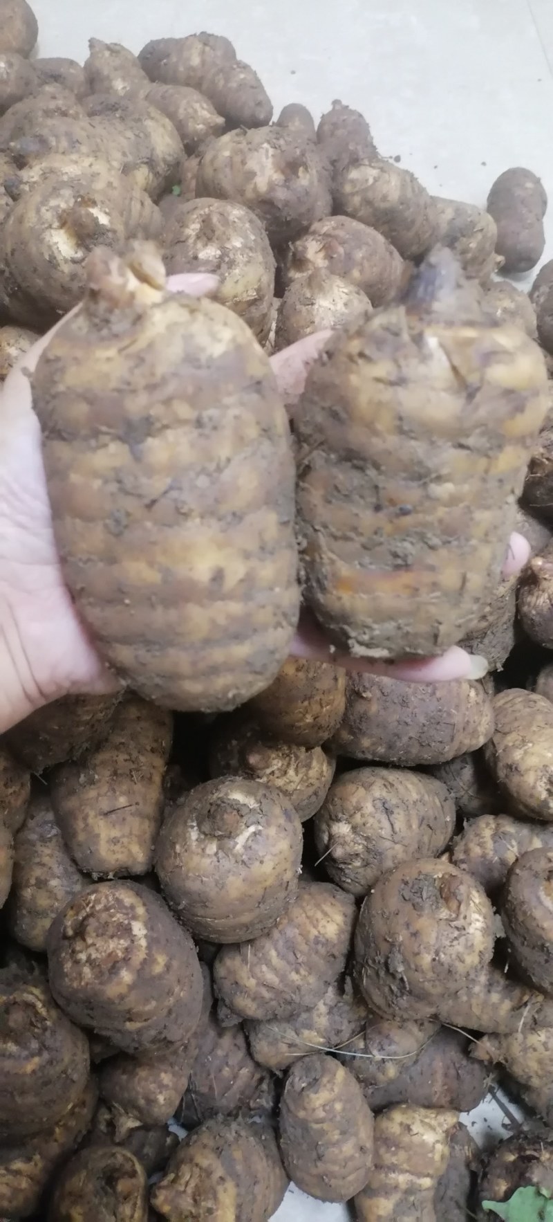 正宗赫章乌天麻