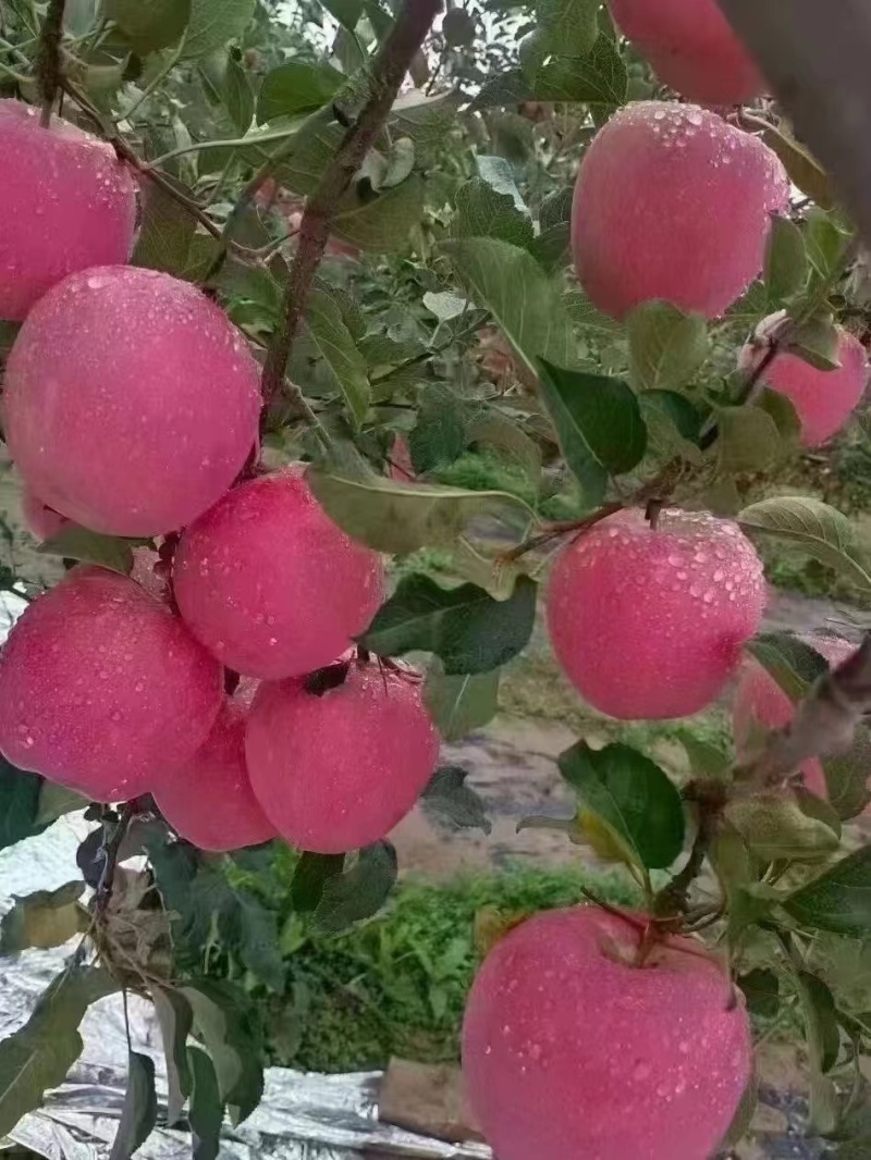 天水红富士苹果
