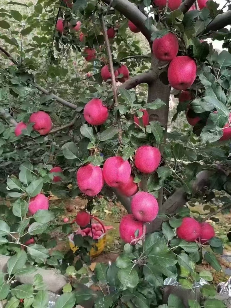 天水红富士苹果