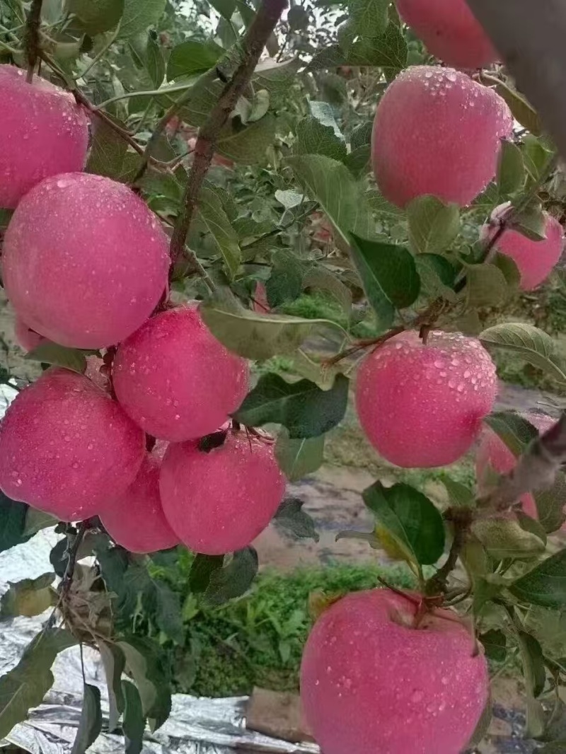 天水红富士苹果