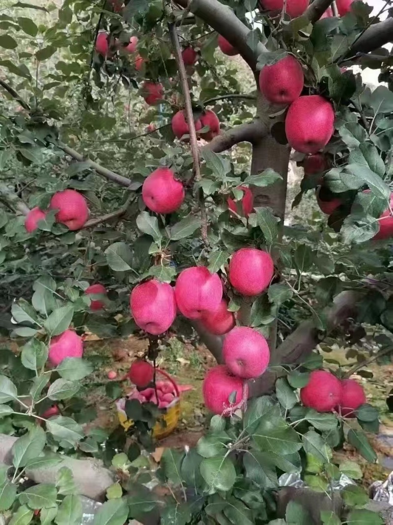 天水红富士苹果