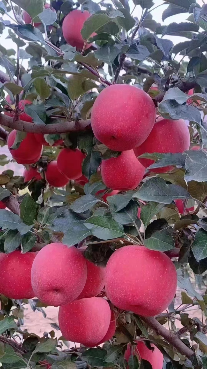 天水红富士苹果