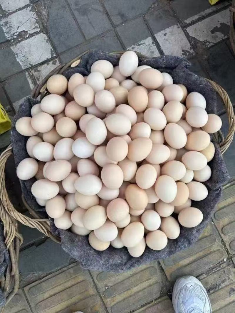 富硒鸡蛋/草鸡蛋