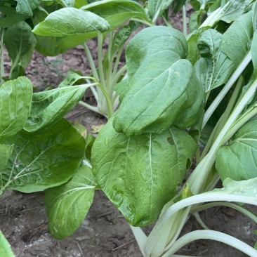 长梗腌制白菜需要的联系慈溪产地