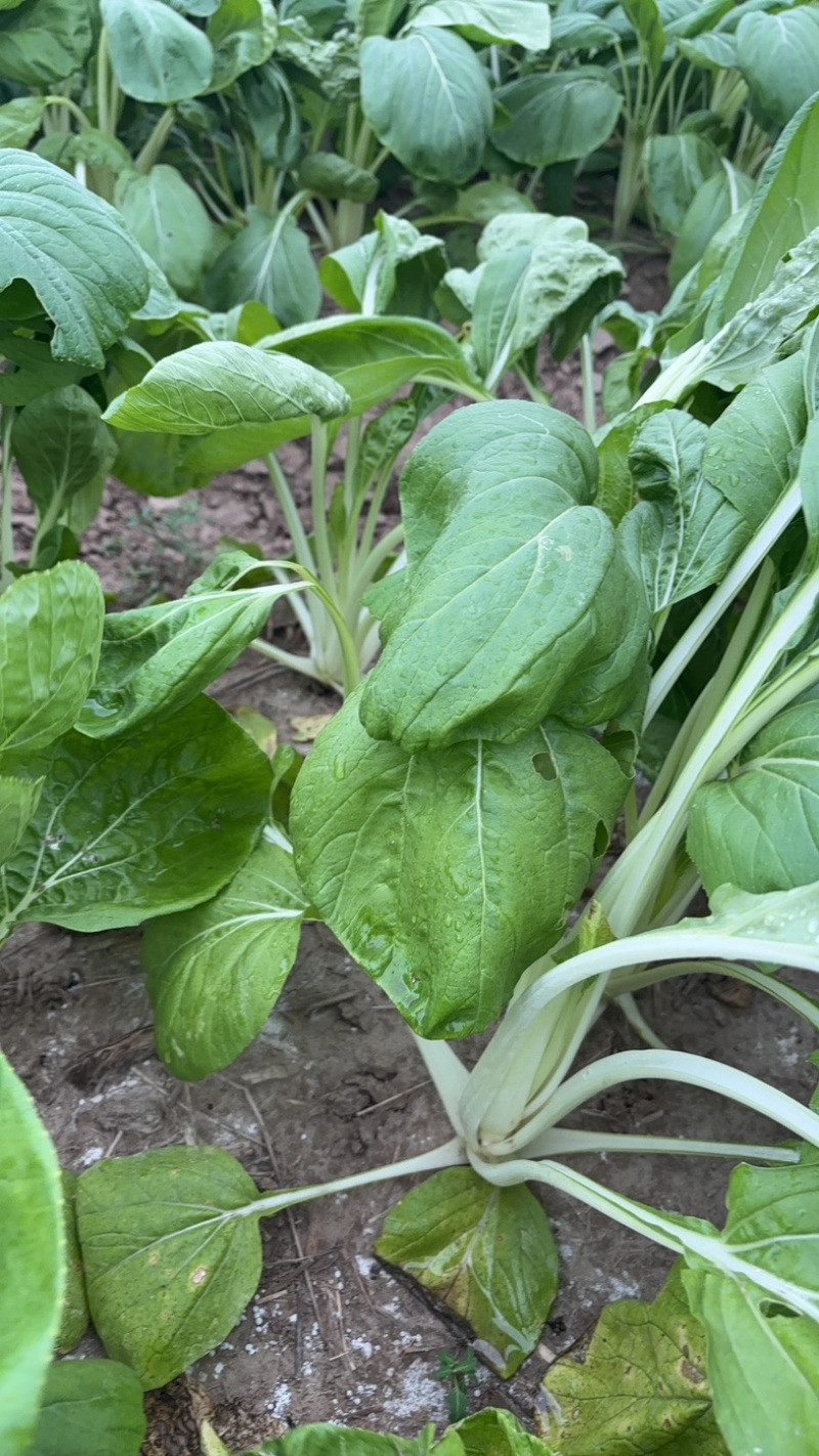 长梗腌制白菜需要的联系慈溪产地