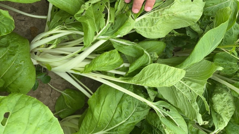 长梗腌制白菜需要的联系慈溪产地