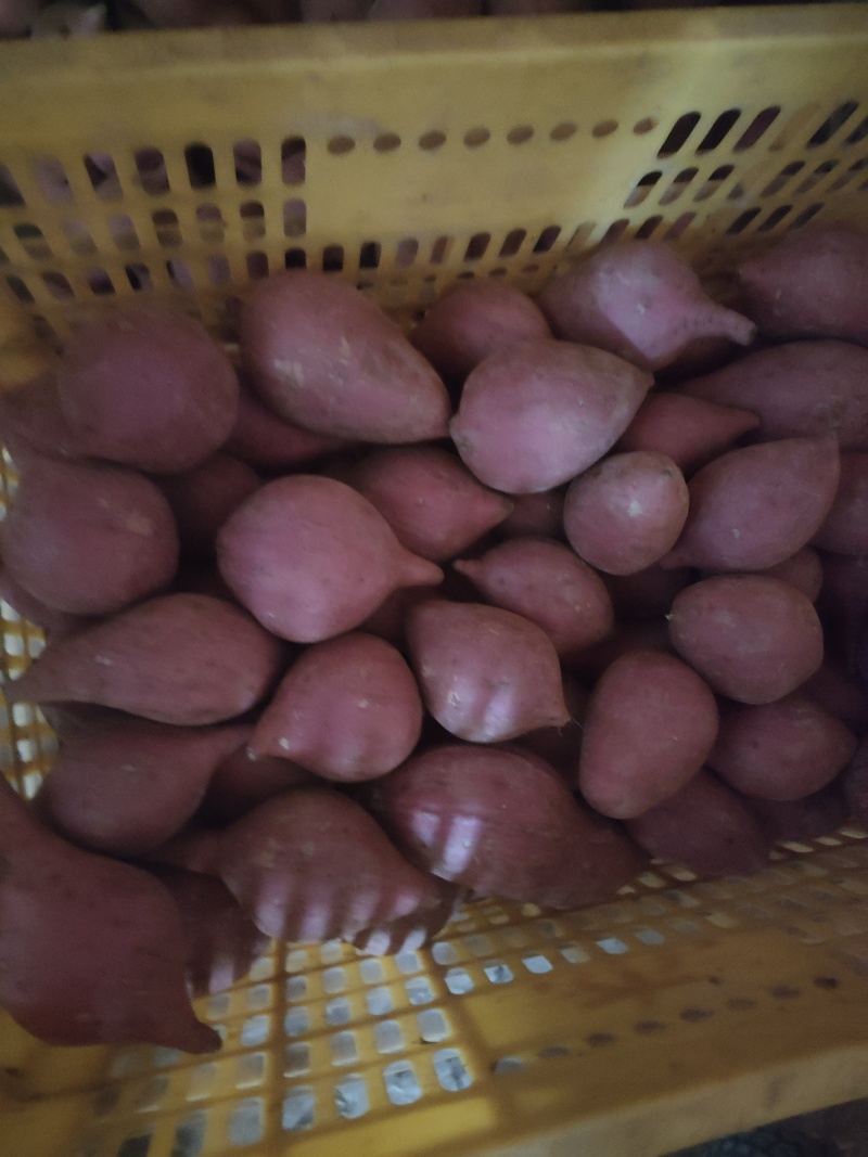 出售西瓜红红薯