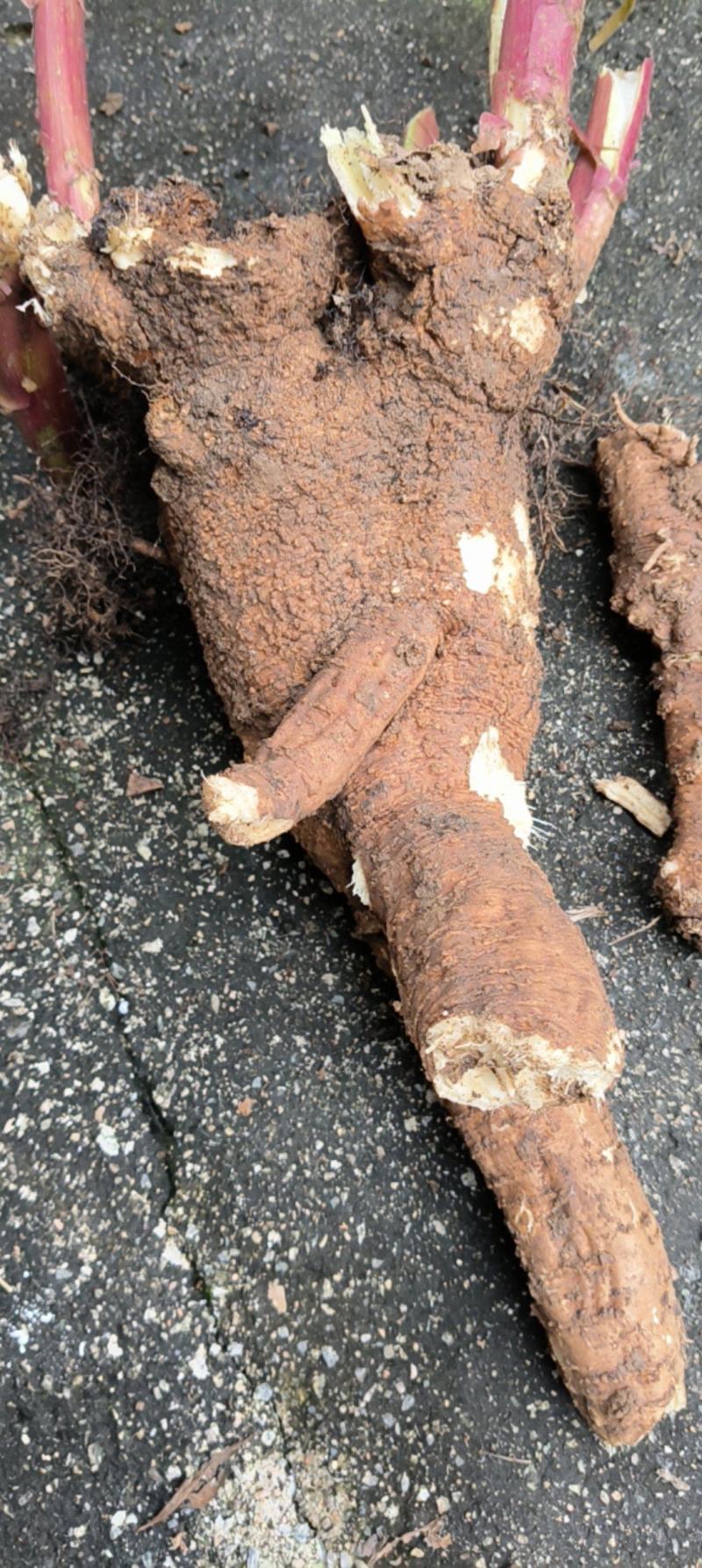 商陆大量有货