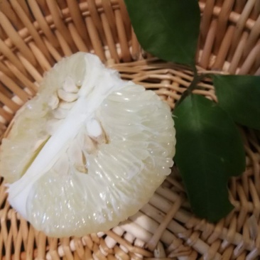 安江冰糖柚皮薄多汁清甜爽脆微苦回甘新鲜采摘