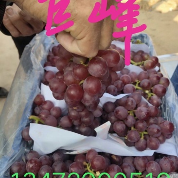 巨峰葡萄