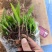 白芨驯化苗
