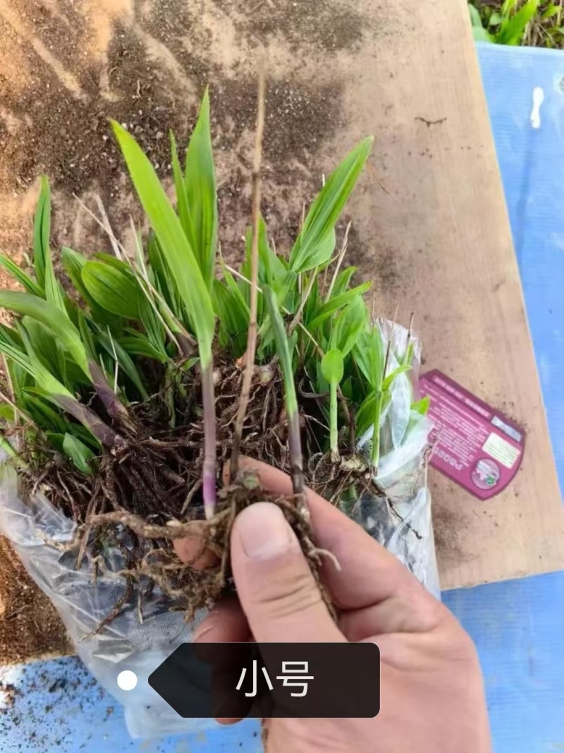白芨驯化苗