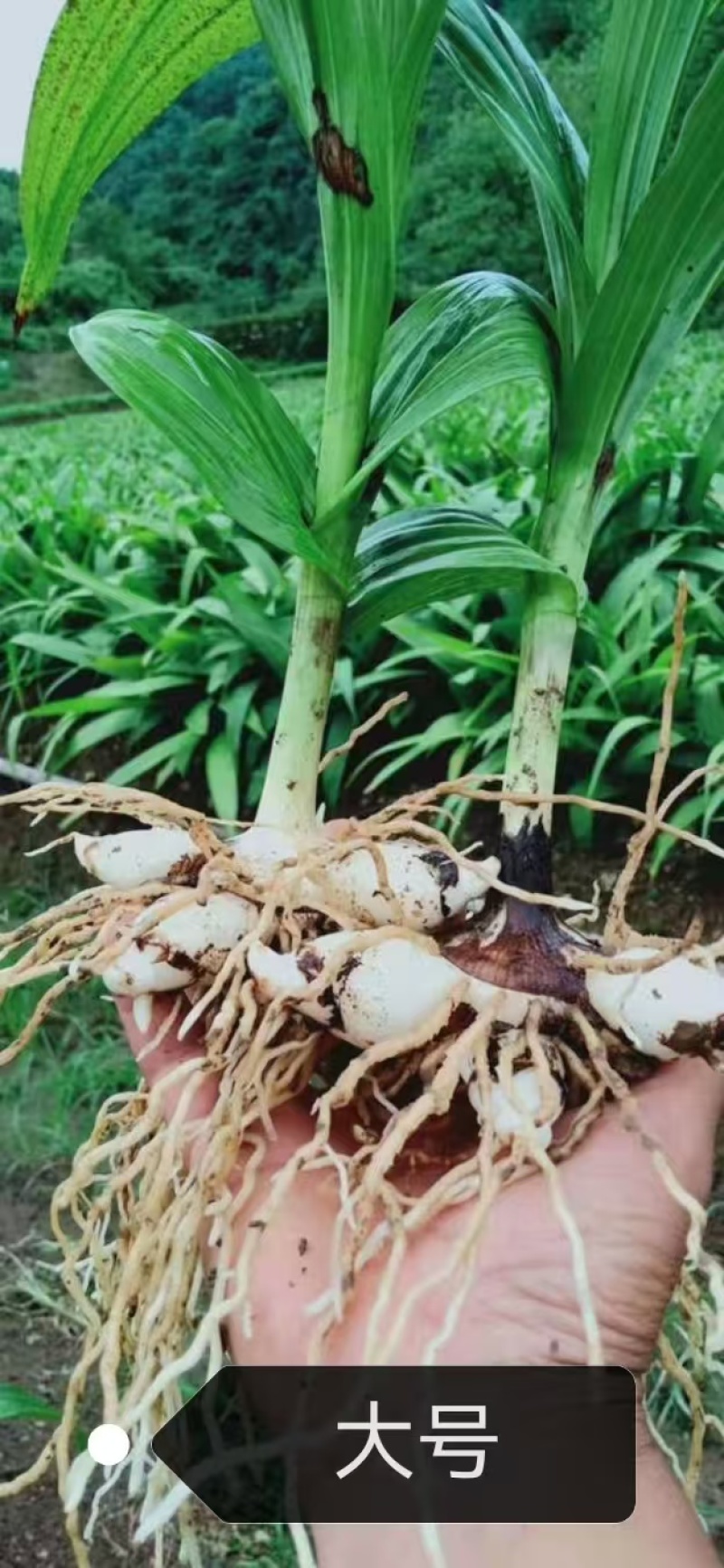 白芨驯化苗